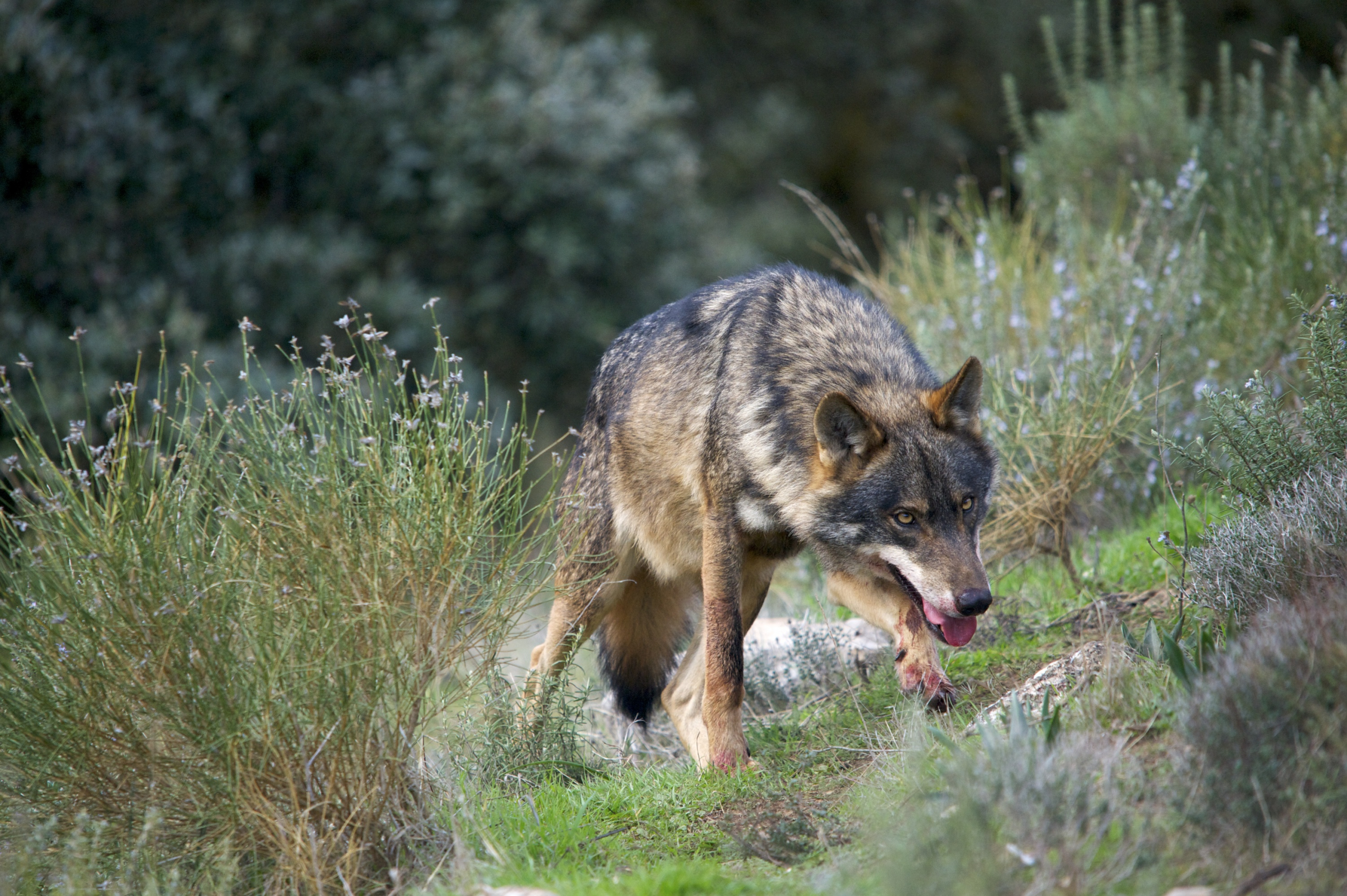 Iberian Wolf
(Canis lupus sygnatus)
Alpha male in perfect "big bad wolf" pose - head down, eyes fixed, mouth open, forelegs stained with blood.
Controlled conditions.
Granada, Spain