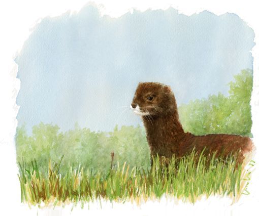 Amigos de la Tierra de La Rioja califica de excusas a las explicaciones dadas por el Ministerio de Agricultura, Alimentación y Medio Ambiente para no facilitar un informe relativo a la posible extinción del visón europeo