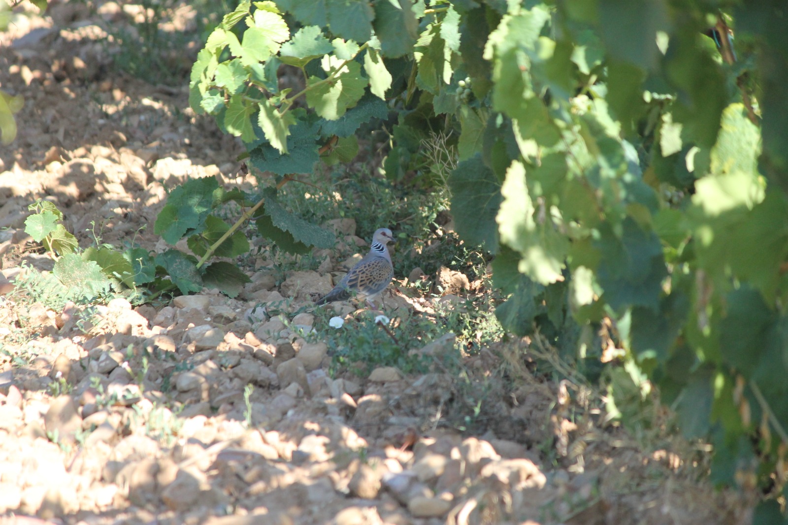 Amigos de la Tierra La Rioja reclama a la Consejería de Sostenibilidad y Transición Ecológica el fin de la caza de la tórtola europea