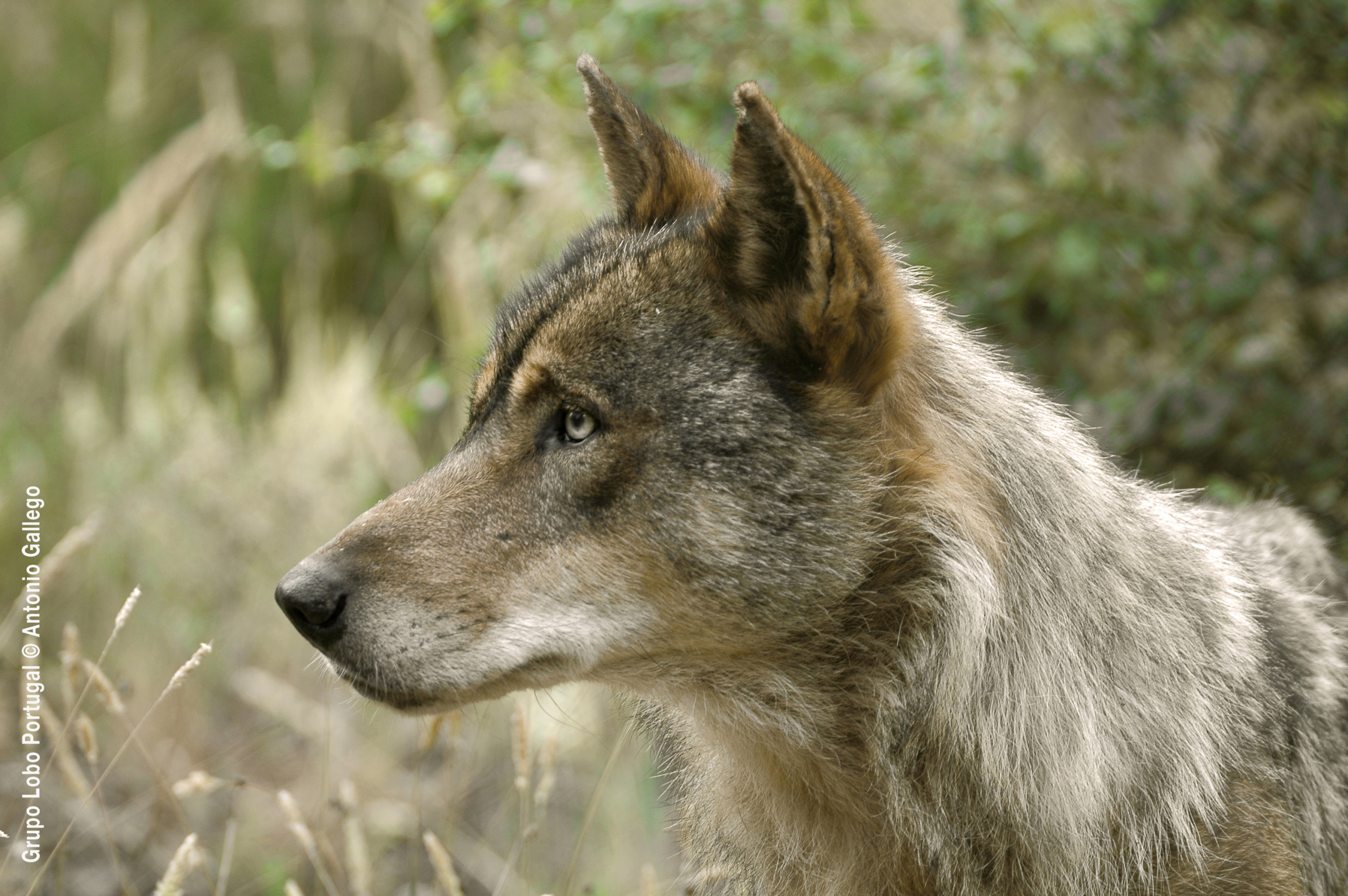 Amigos de la Tierra La Rioja reclama al Consejero de Sostenibilidad y Transición Ecológica una reunión urgente sobre la situación del lobo en nuestra región