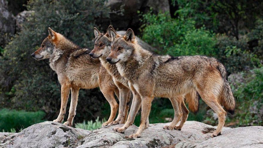 Amigos de la Tierra La Rioja rechaza la propuesta del Consejera Noemi Manzanos de cazar lobos