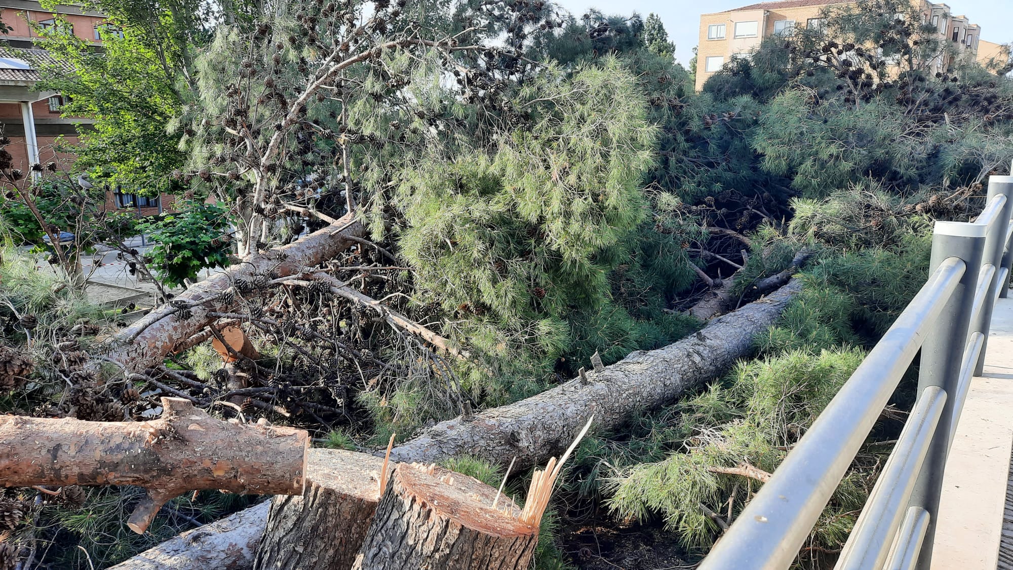 Amigos de la Tierra La Rioja rechaza la tala de arbolado en la Florida de Alfaro