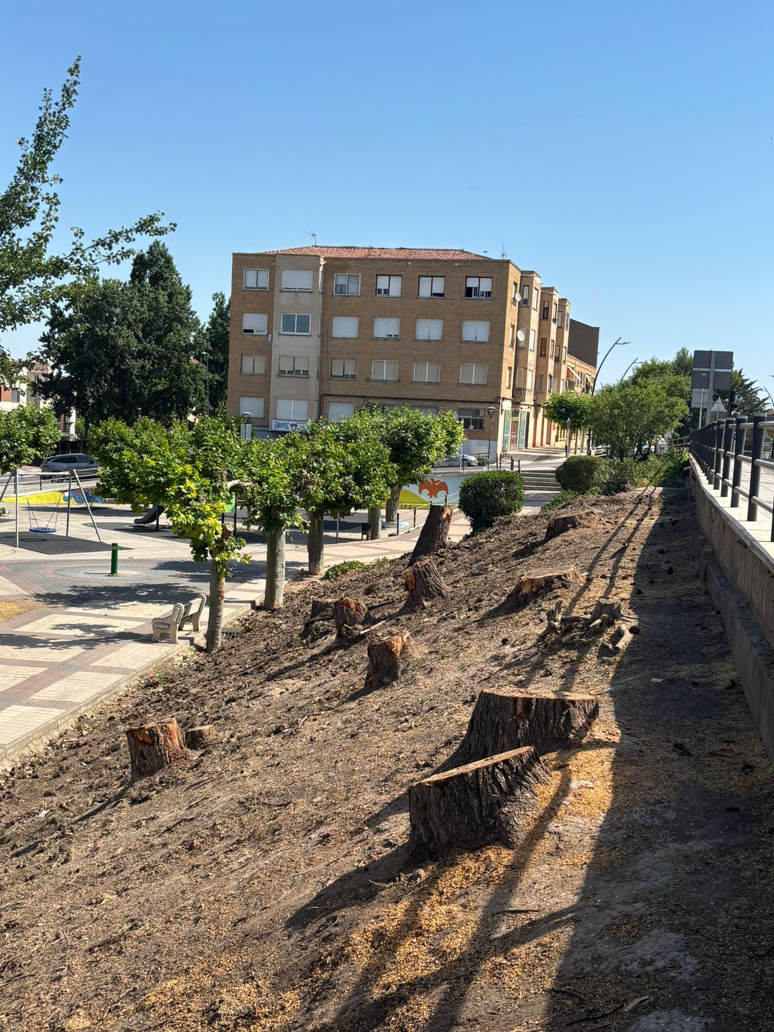 Unos cuarenta ejemplares de Pino carrasco (Pinus halepensis) de más de 50 años de edad han sido talados. Junto con esa tala que sumar algunos ejemplares de Alamos blancos (Populus alba) que han sido talados el 15 de junio de 2026.