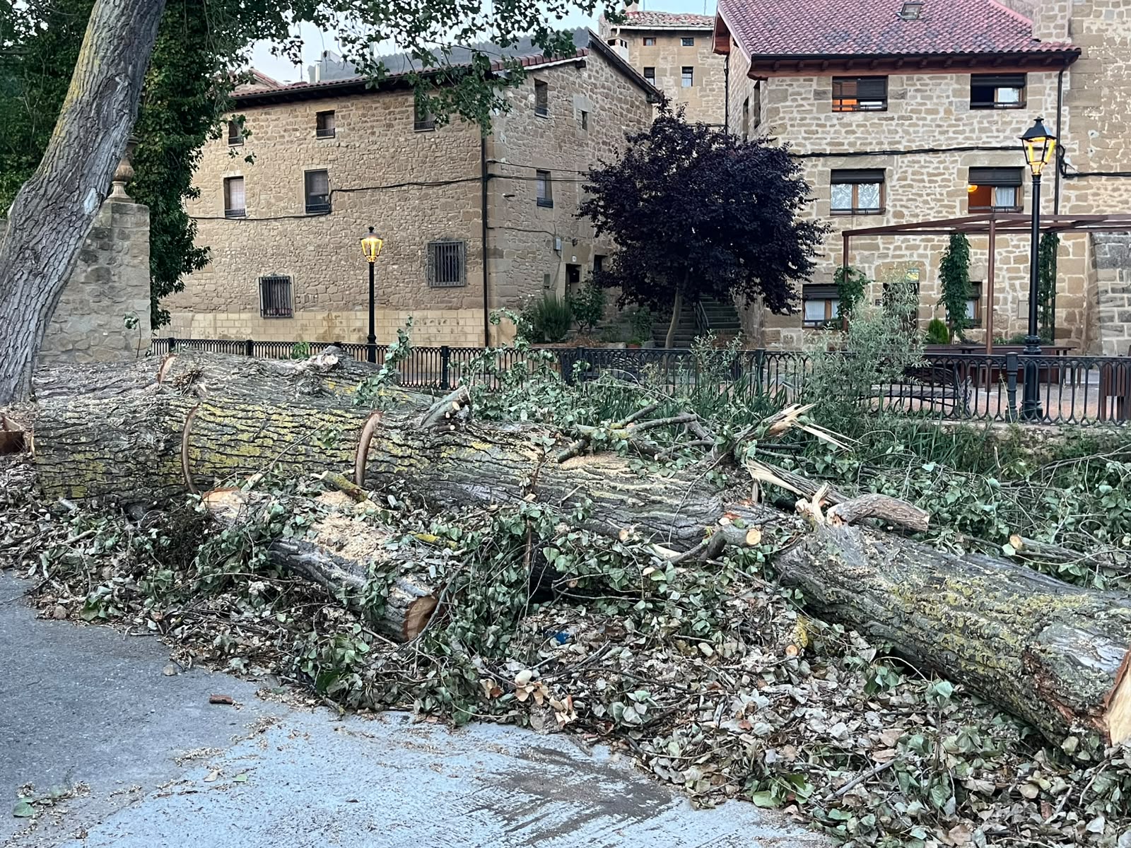 Amigos de la Tierra La Rioja solicita explicaciones y un plan de replantación tras la tala de dos grandes árboles en Sajazarra
