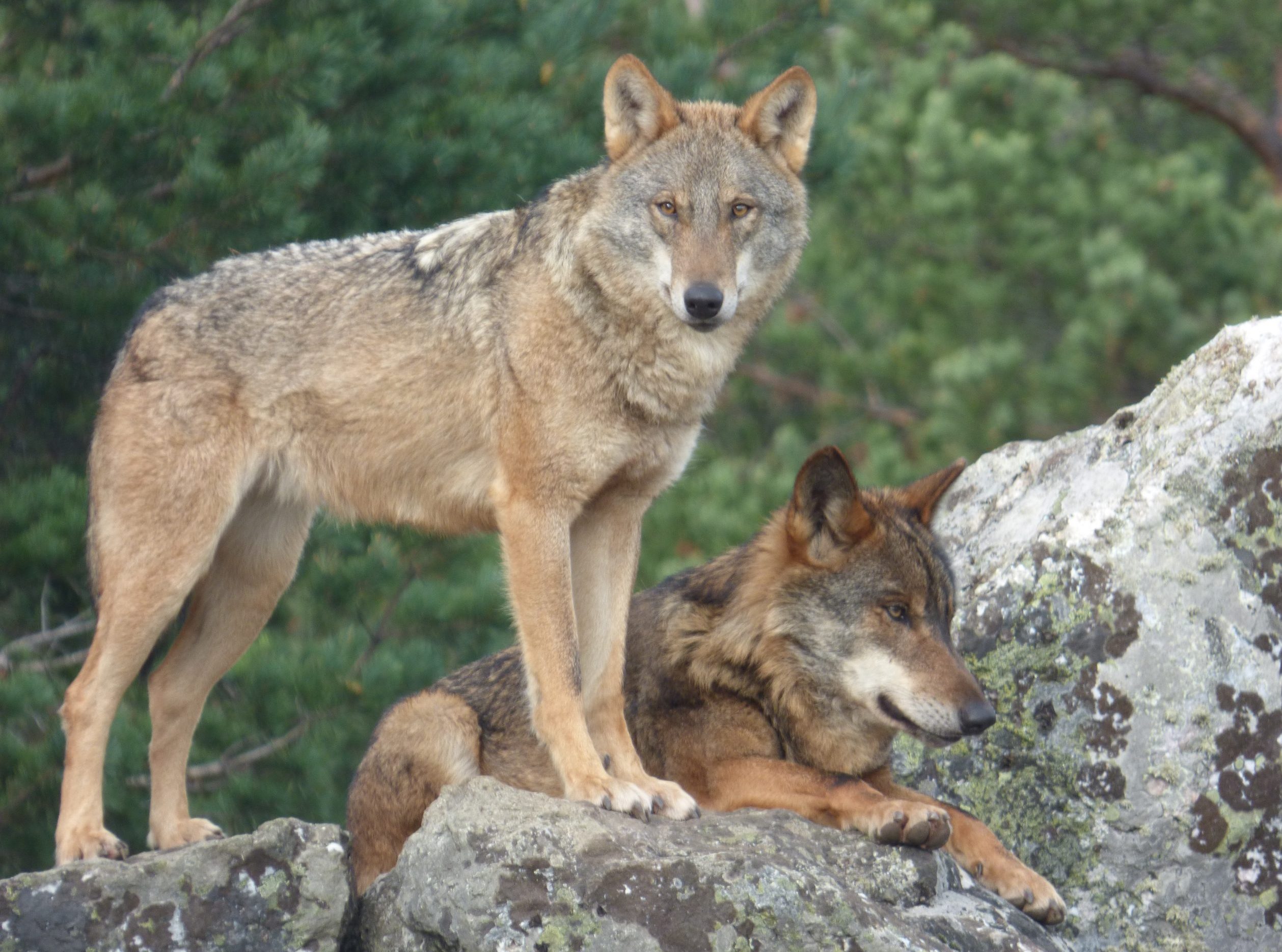Amigos de la Tierra La Rioja rechaza los Planes Comarcales de Caza del lobo. Los citados Planes pretenden matar hasta 6 lobos de forma anual.