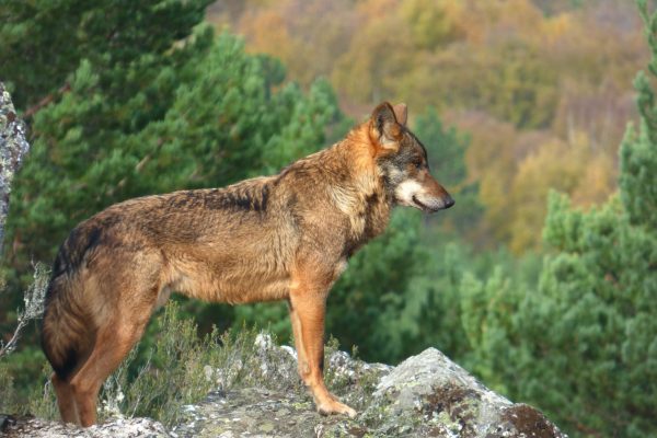 Amigos de la Tierra La Rioja denuncia la falta de transparencia sobre el lobo justo antes de abrir su periodo de caza