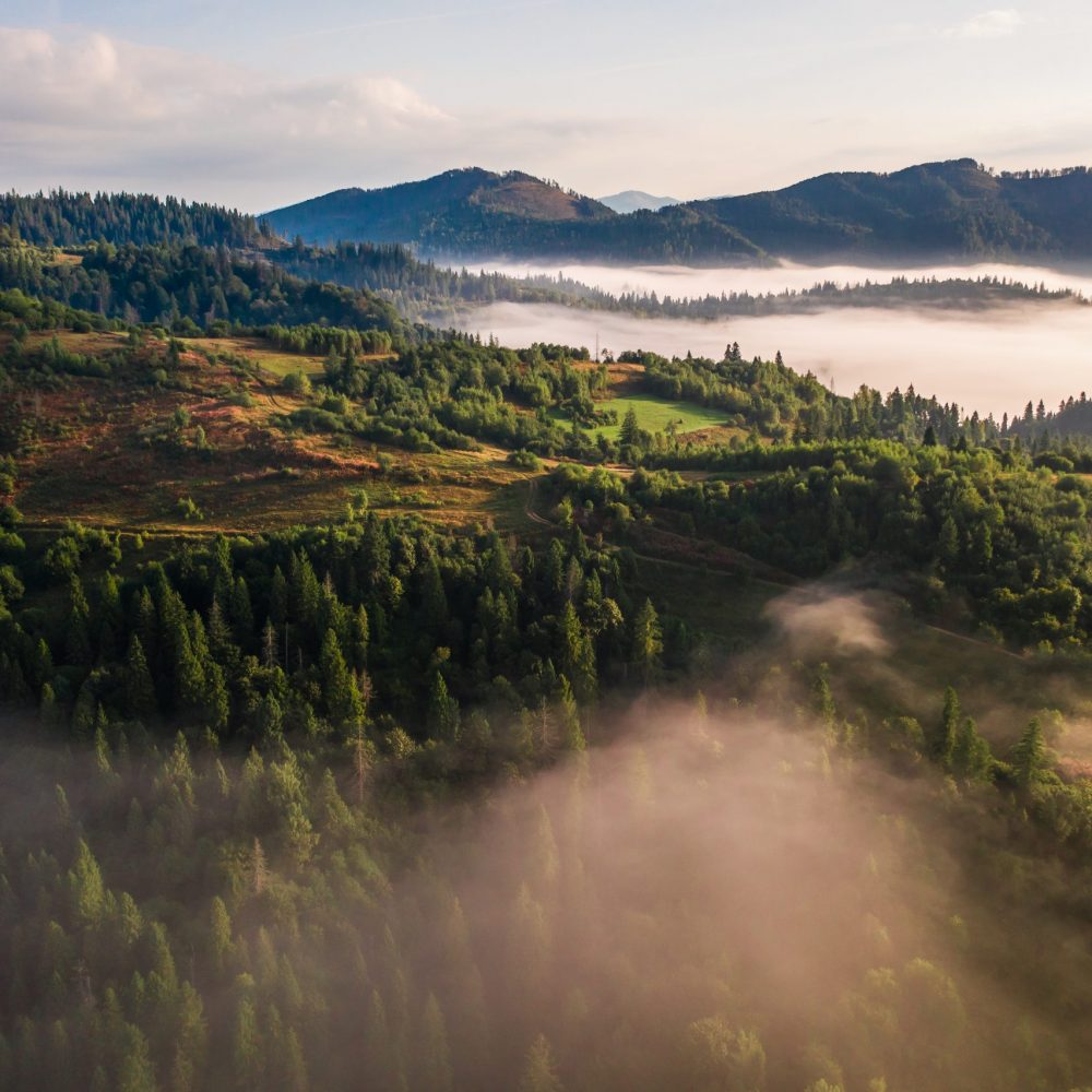 Aerial view of colorful mixed forest shrouded in morning fog